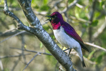 Load image into Gallery viewer, Amethyst Starling