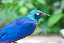 Load image into Gallery viewer, Golden-breasted Starling