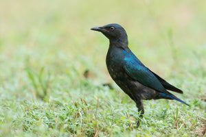 Greater Blue Eared Glossy Starling