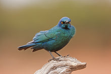 Load image into Gallery viewer, Greater Blue Eared Glossy Starling
