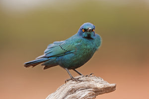 Greater Blue Eared Glossy Starling