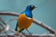 Load image into Gallery viewer, Superb Starling (DNA Tested)