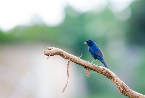 Blue-black Grassquit