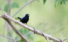 Load image into Gallery viewer, Blue-black Grassquit