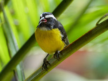 Load image into Gallery viewer, Bananaquit