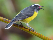 Load image into Gallery viewer, Bananaquit