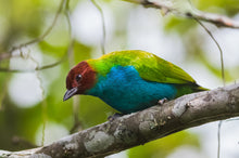 Load image into Gallery viewer, Bay-headed Tanager