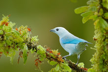 Load image into Gallery viewer, Blue-grey Tanager