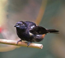 Load image into Gallery viewer, Fulvous-crested Tanager