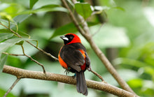 Load image into Gallery viewer, Masked Crimson Tanager