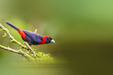 Load image into Gallery viewer, Masked Crimson Tanager