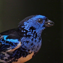 Load image into Gallery viewer, Opal Rumped Tanager