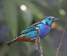 Load image into Gallery viewer, Opal Rumped Tanager