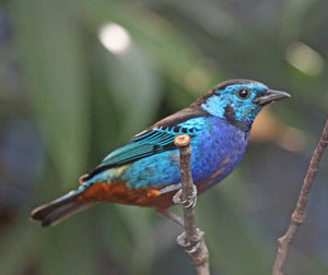 Opal Rumped Tanager