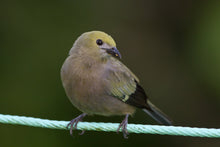 Load image into Gallery viewer, Palm Tanager