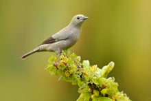 Load image into Gallery viewer, Palm Tanager