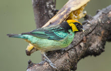 Load image into Gallery viewer, Saffron-crowned Tanager