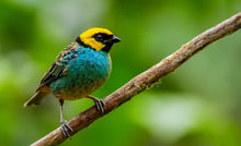 Load image into Gallery viewer, Saffron-crowned Tanager