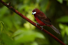 Load image into Gallery viewer, Silver-beaked Tanager