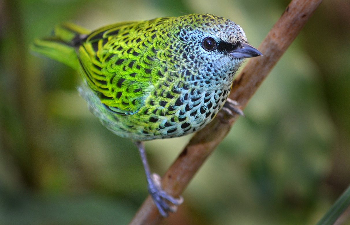 Spotted Tanager – AZ Birds