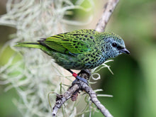 Load image into Gallery viewer, Spotted Tanager