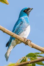 Load image into Gallery viewer, Swallow Tanager