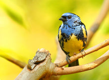 Load image into Gallery viewer, Turquoise Tanager