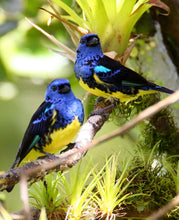 Load image into Gallery viewer, Turquoise Tanager
