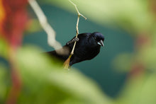 Load image into Gallery viewer, White-lined Tanager