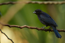 Load image into Gallery viewer, White-lined Tanager