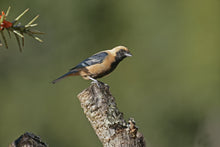 Load image into Gallery viewer, Burnished-buff Tanager