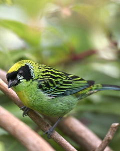 Green-and-Gold Tanager
