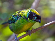 Load image into Gallery viewer, Green-and-Gold Tanager