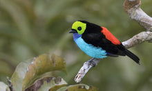 Load image into Gallery viewer, Paradise Tanager