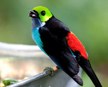 Load image into Gallery viewer, Paradise Tanager