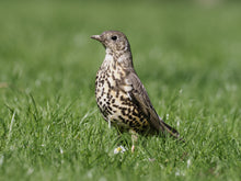 Load image into Gallery viewer, Mistle Thrush