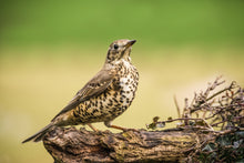 Load image into Gallery viewer, Mistle Thrush