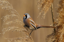 Load image into Gallery viewer, Bearded Tit