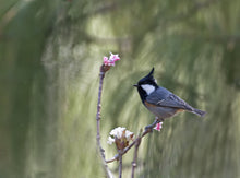 Load image into Gallery viewer, Black-crested Tit