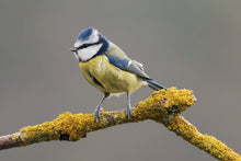Load image into Gallery viewer, Yellow Breasted Blue Tit