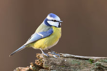 Load image into Gallery viewer, Yellow Breasted Blue Tit