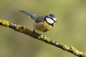 Yellow Breasted Blue Tit