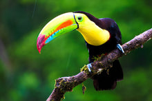 Load image into Gallery viewer, Keel-billed Toucan (Hand fed)