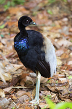 Load image into Gallery viewer, Grey-winged Trumpeter