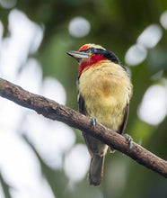 Load image into Gallery viewer, Black Spotted Barbet