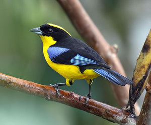 Blue-winged Mountain Tanager(please see description)*