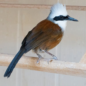 White Crested Laughing Thrush(surgically sexed)