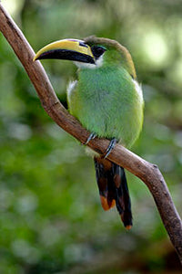 Emerald Toucanet