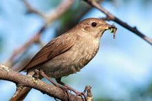 Load image into Gallery viewer, Nightingale