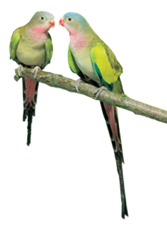 Princess Parrot/Prince of Wales Parakeet